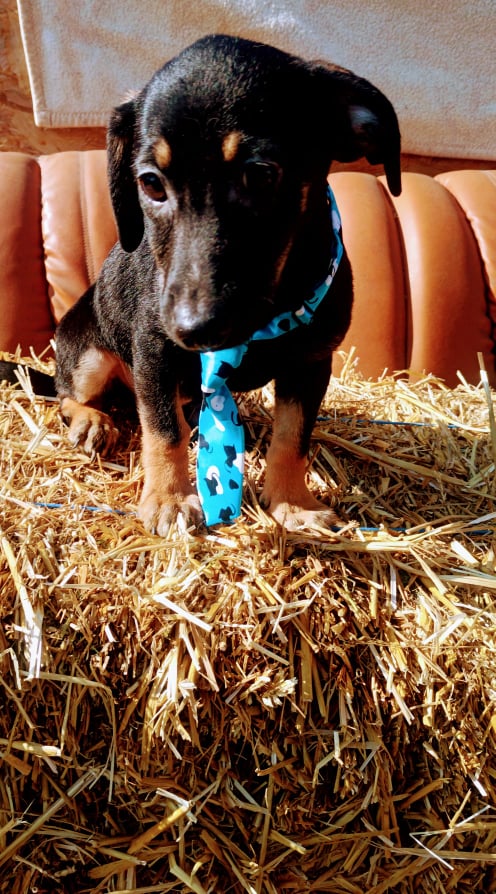 KLARK - Chiot mâle croisé de petite taille à l'âge adulte - Né environ en Novembre 2022 - Adopté par Céline en France  32585310