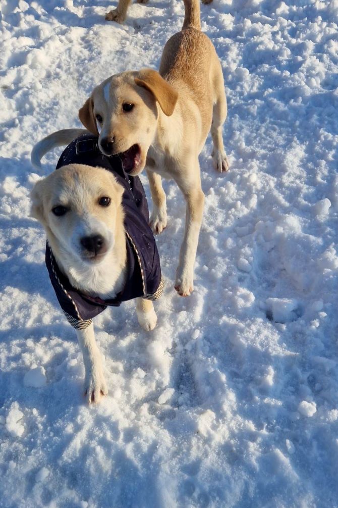 CHANCE - Chiot femelle croisée de taille petite à moyenne à l'âge adulte - Née environ en Octobre 2022 - Refuge de Camelia - Adoptée par Magali en Suisse  32671510