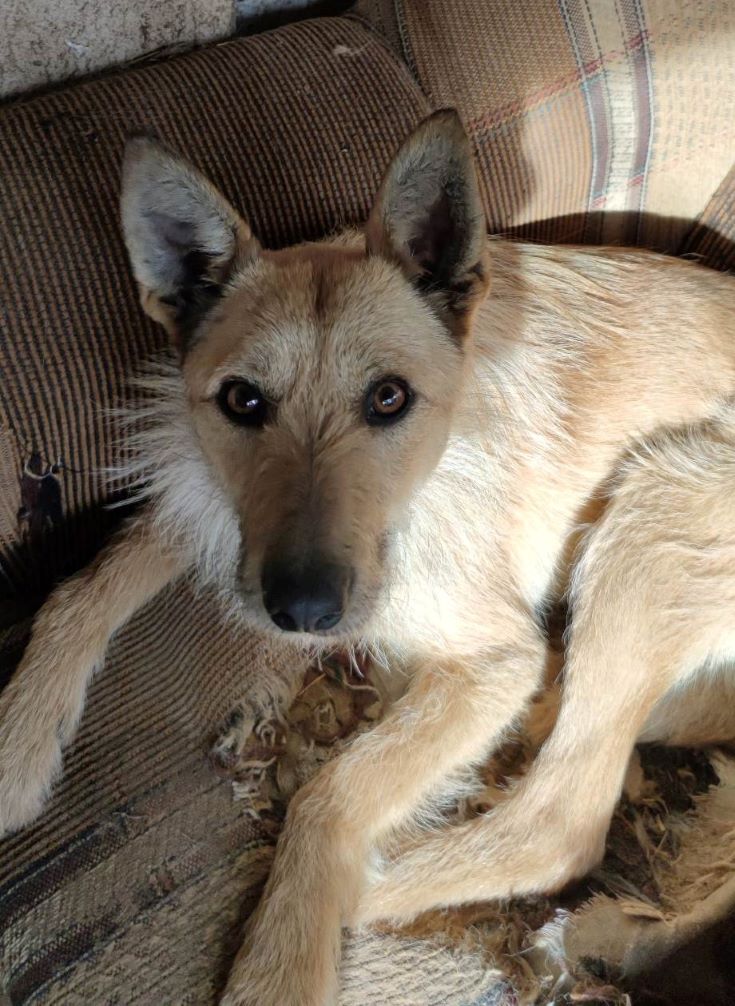 ARCHIEBALD - Mâle croisé de petite taille (9 à 10 kg) - Né environ en 2020 - Refuge de Luminita 32742911