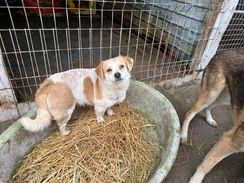 BELLA - Femelle croisée de petite taille (6 kg) - Née environ en Juin 2021 - Refuge de Oana - Réservée aux Royaume-Unis 32934510