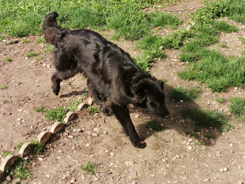 OPRAH - Chiot femelle croisée de taille petite à moyenne à l'âge adulte - Née environ en Juillet 2022 - Adoptée par Claire en France  32954910