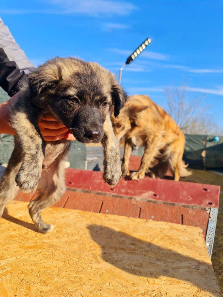 CHARLY (ex MACARON) - Chiot mâle croisé de taille moyenne à l'âge adulte - Né environ en Novembre 2022 - Adopté par Thérèse en France (dpt 27) 32976111