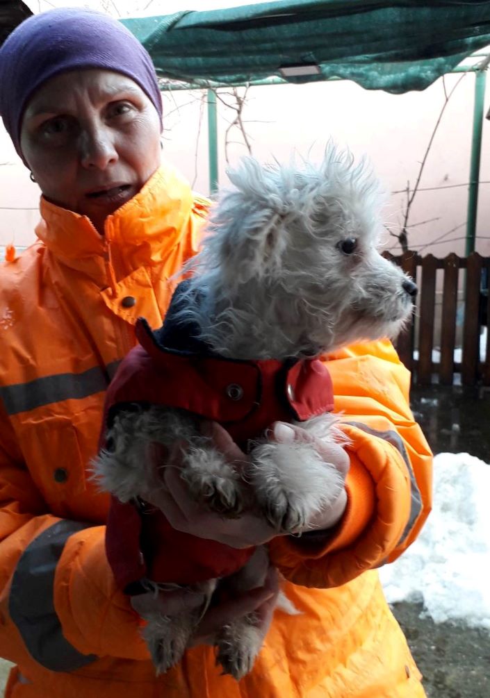 TEAGAN (ex GALAK) - Chiot mâle Bichon de petite taille à l'âge adulte - Né environ en Novembre 2022 - Adopté par Christine en France  32979210