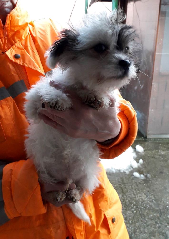 MOUSSE - Chiot mâle Bichon de petite taille à l'âge adulte - Né environ en Novembre 2022 - Adopté par Cédrick en France  32980310