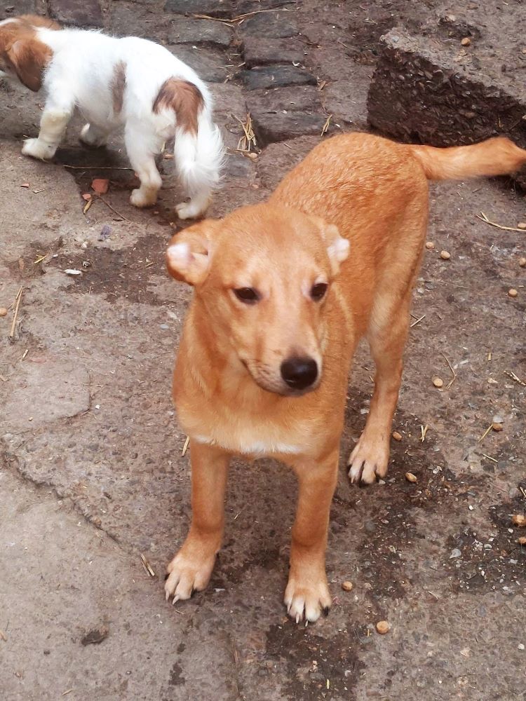 ANDY - Chiot mâle croisé de taille petite à moyenne à l'âge adulte - Né environ en Août 2022 - Refuge de Maya- Adopté par Mickael en France  32981410