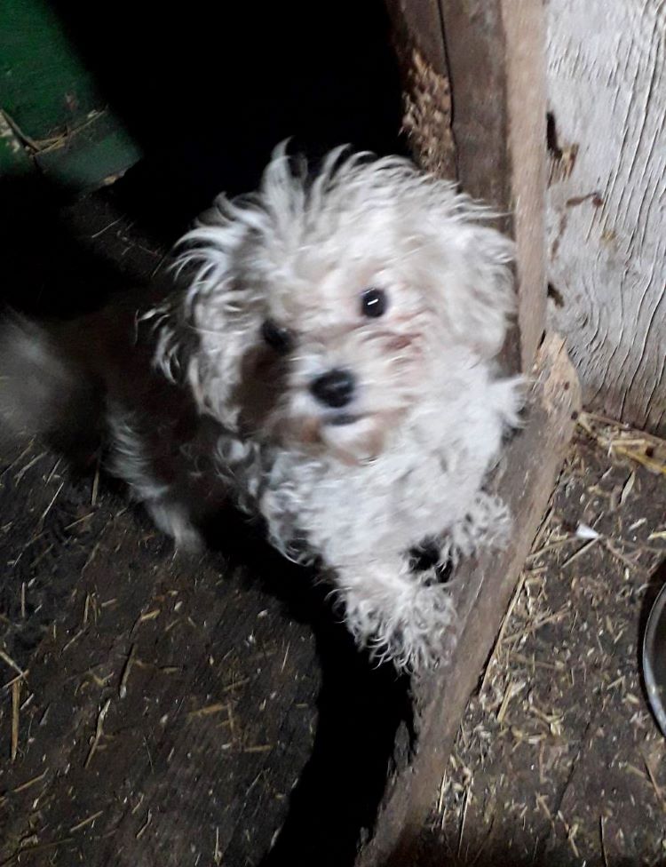 NEVA - Chiot femelle Bichon de petite taille à l'âge adulte - Née environ en Avril 2022 - Adoptée par Nathalie en Belgique  32988510