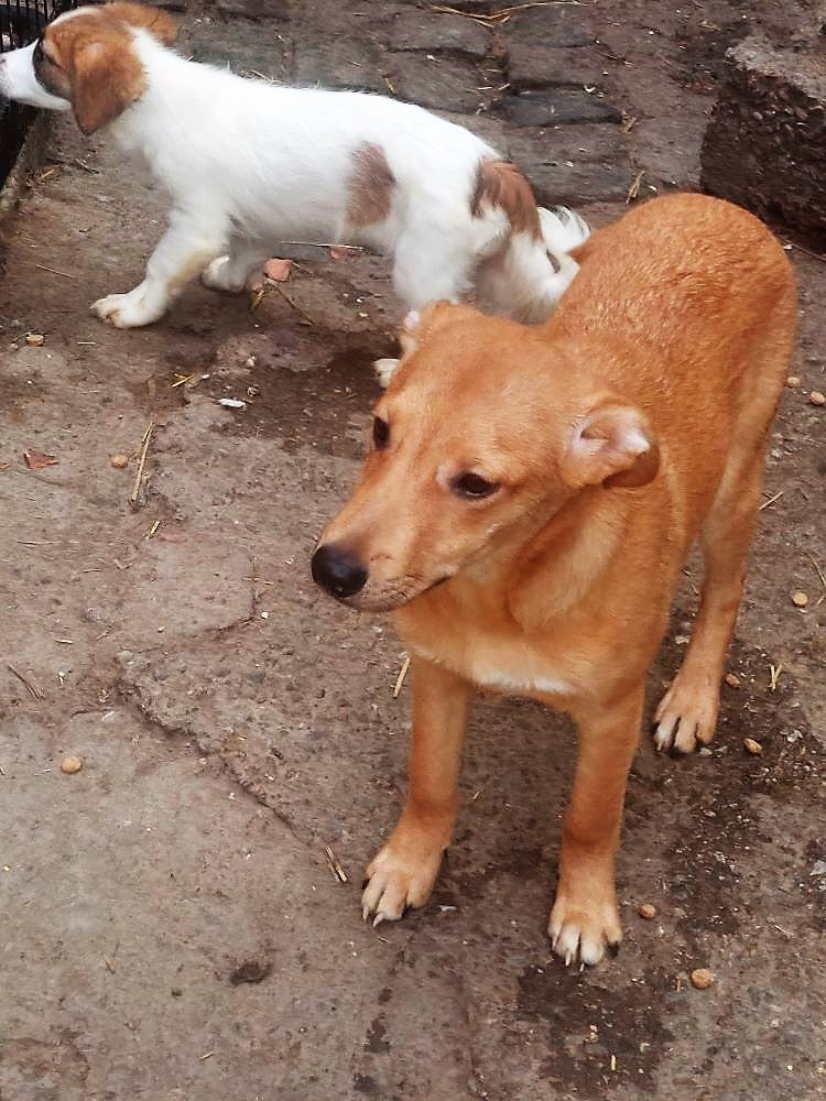 ANDY - Chiot mâle croisé de taille petite à moyenne à l'âge adulte - Né environ en Août 2022 - Refuge de Maya- Adopté par Mickael en France  32992810