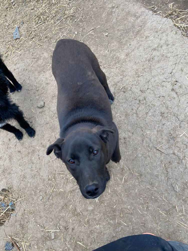 AGATE - Femelle croisée de taille moyenne - Née environ en Juillet 2022 - Refuge de Monica - Prise en charge par l'association Jamais Sans Mon Chien en France ( département 34 ) 33031111