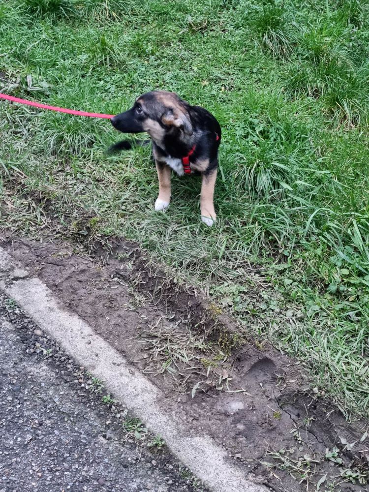 SHEILA - Chiot femelle croisée de petite taille à l'âge adulte - Née environ en Juin 2022 - Adoptée par Lara en Belgique  - Page 2 33067211