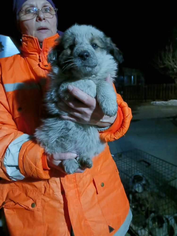 LOULOU - Chiot mâle croisé de taille moyenne à l'âge adulte - Né environ en Novembre 2022 - Adopté par Véronique en France  33101511