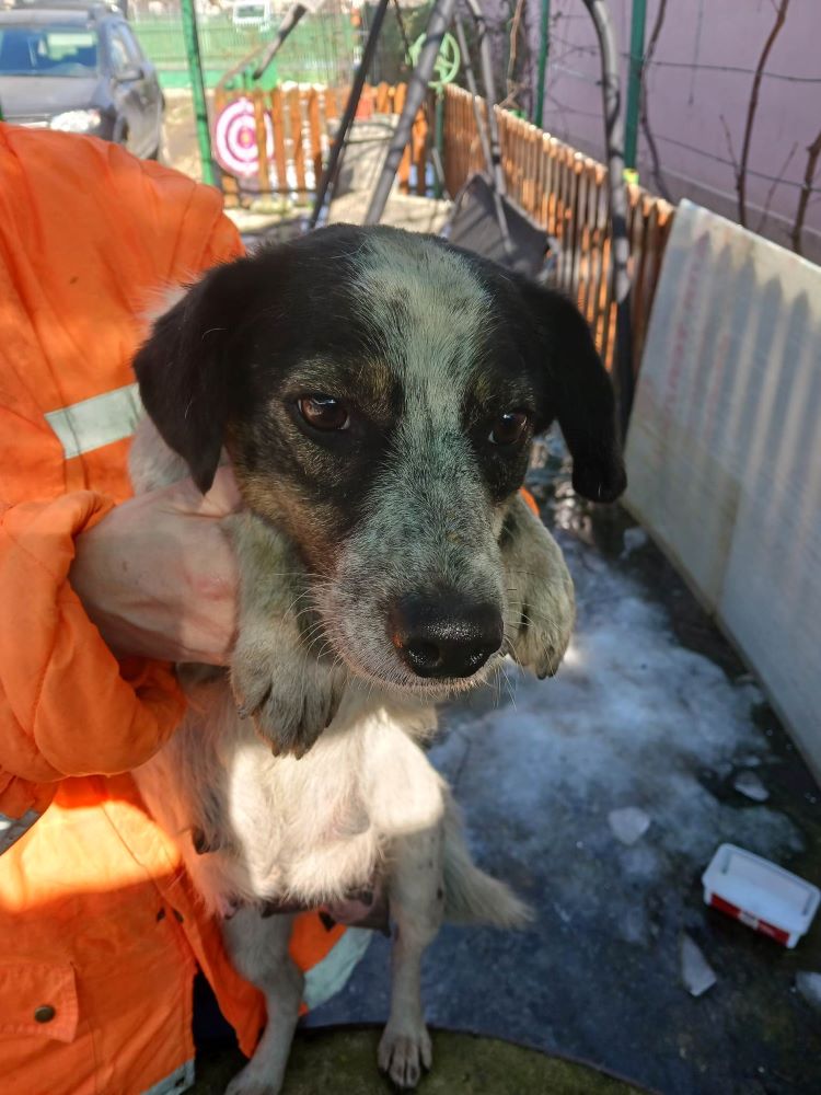 DELLA - Femelle croisée de taille petite à moyenne (13,4 kg) - Née environ en Octobre 2020 - Refuge d'Aurelia 33109712