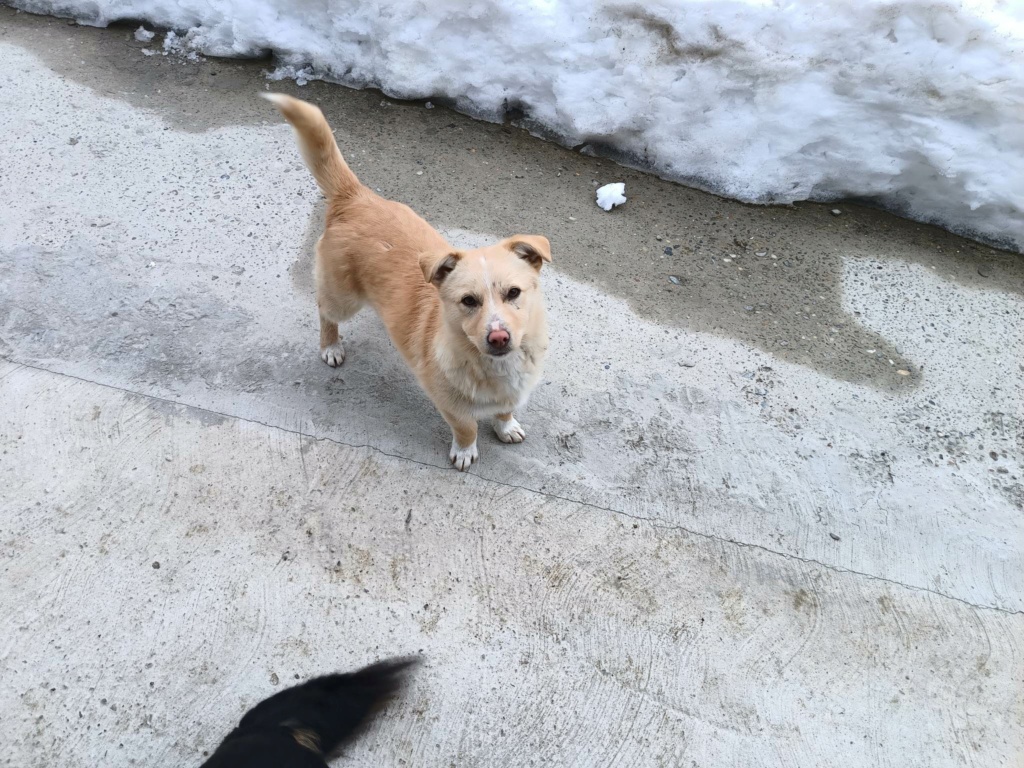 SAMMY - Mâle croisé de petite taille (7 kg) - Né environ en 2021 - Refuge de Oana 33121310