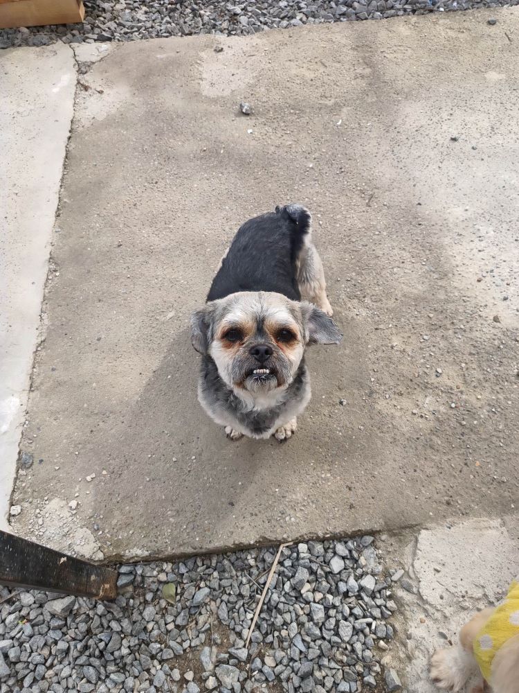 ZÉPHYR - Mâle croisé Bichon de petite taille (7 kg) - Né environ en 2018 - Refuge de Oana - Réservé en Allemagne 33141010