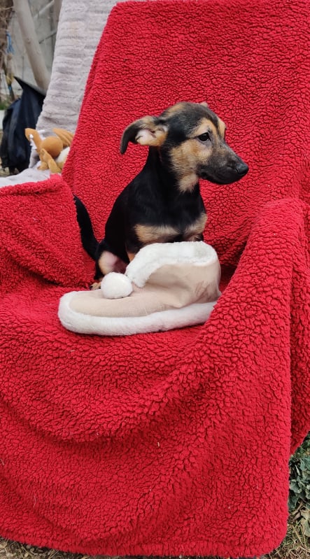 ARON (ex KIRK) - Chiot mâle croisé de petite à moyenne taille à l'âge adulte - Né environ en Novembre 2022 - Adopté par Virginie en Belgique 33243010