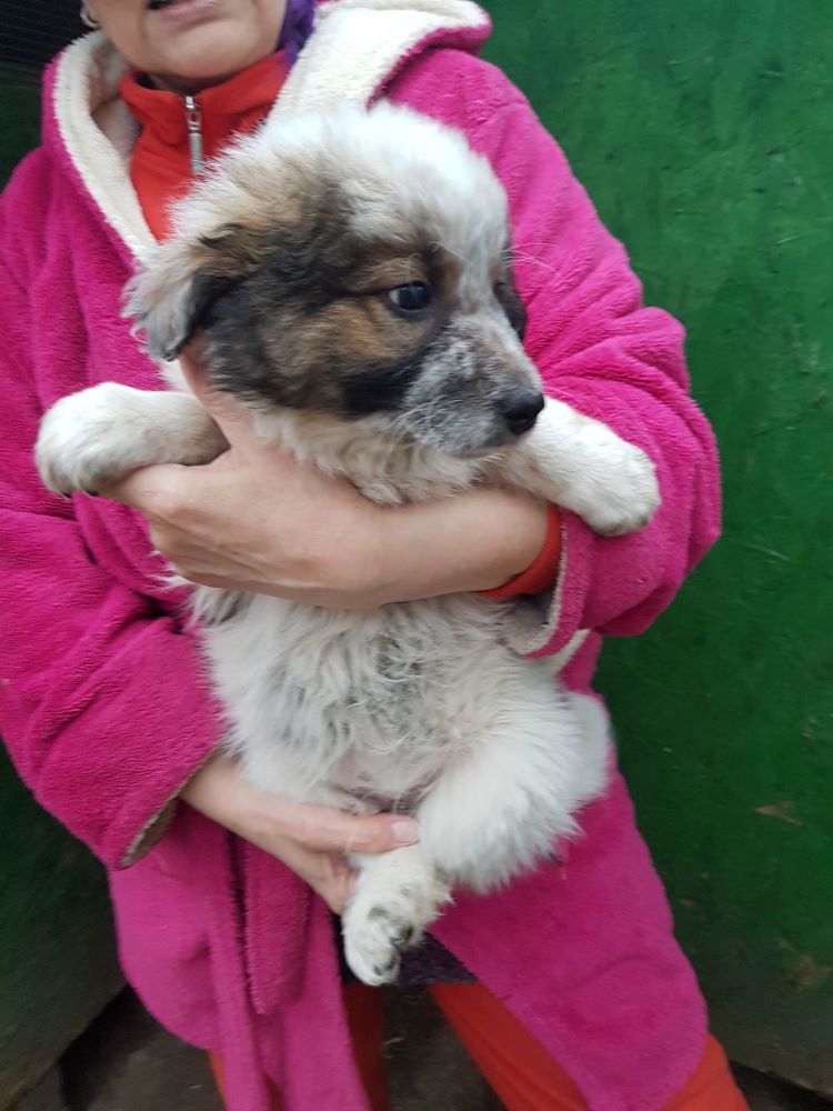 LOULOU - Chiot mâle croisé de taille moyenne à l'âge adulte - Né environ en Novembre 2022 - Adopté par Véronique en France  33252510