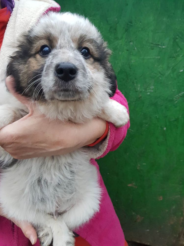 LOULOU - Chiot mâle croisé de taille moyenne à l'âge adulte - Né environ en Novembre 2022 - Adopté par Véronique en France  33254911