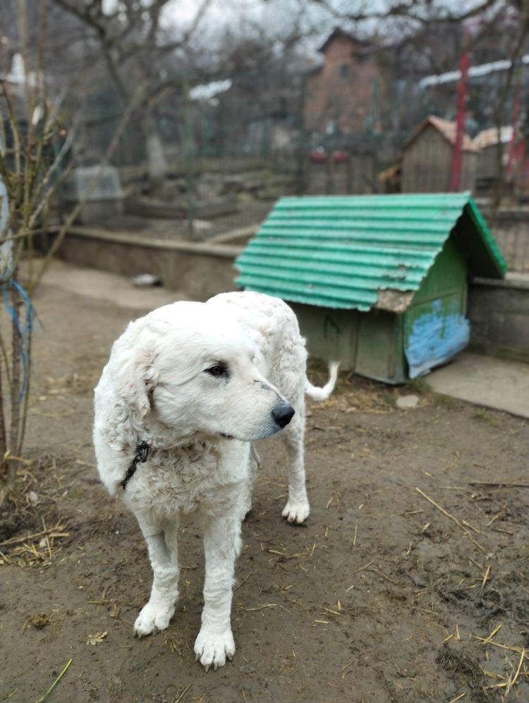 JACK - Mâle croisé de grande taille - Né environ en 2017 - Refuge de Monica - Adopté par Christine en France (dpt 32)  33267110