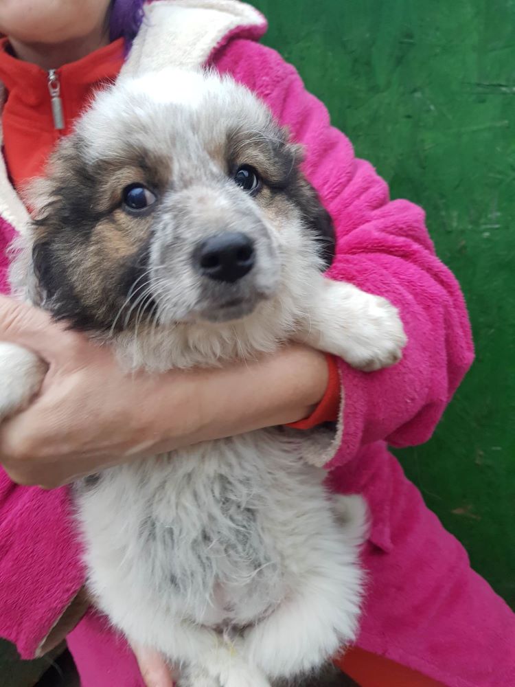 LOULOU - Chiot mâle croisé de taille moyenne à l'âge adulte - Né environ en Novembre 2022 - Adopté par Véronique en France  33292610