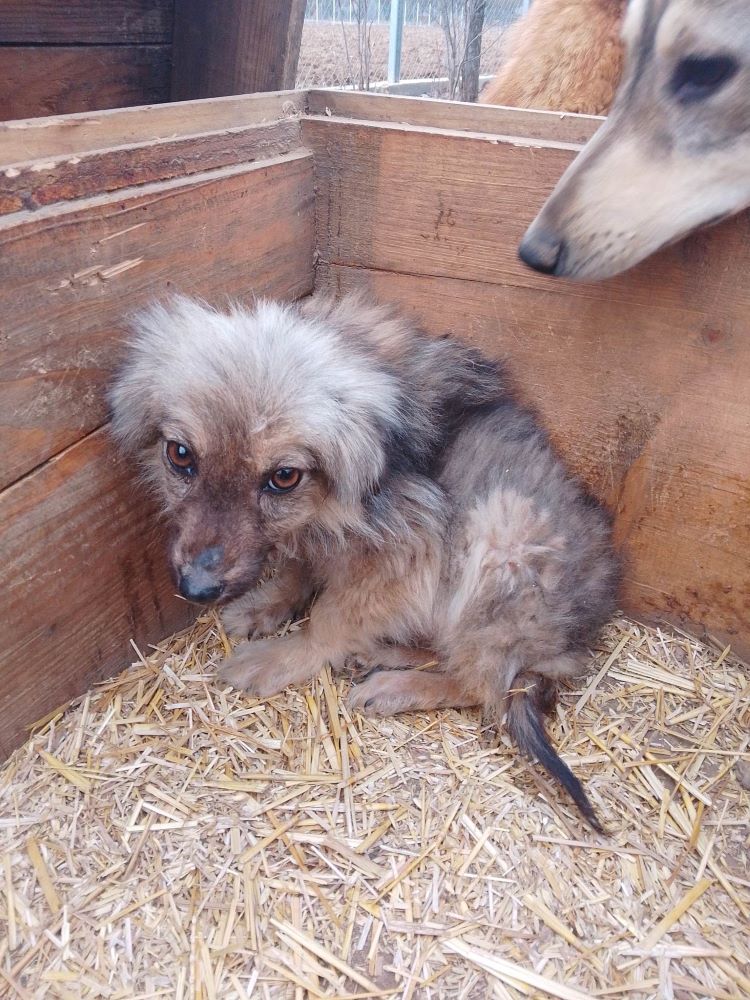 FLAVIA - Chiot femelle croisée de taille petite à moyenne à l'âge adulte - Née environ en Septembre 2022 - Adoptée par Marie-Eve en France  33346111