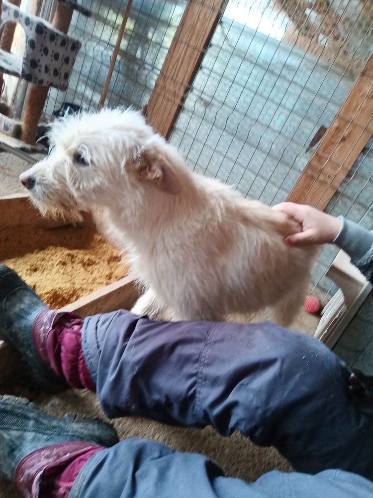 BLANCO - Mâle croisé de taille moyenne (15 kg) - Né environ en Février 2022 - Refuge de Oana- Réservé à l'adoption par Melody en France( département 46) 33367910