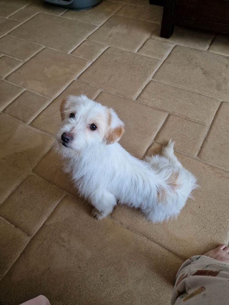 CANDY (ex FRITELLE) - Femelle croisée Bichon de petite taille - Née environ en Mars 2022 - Refuge de Maya - Adoptée par Anne-Marie en Belgique 33369411