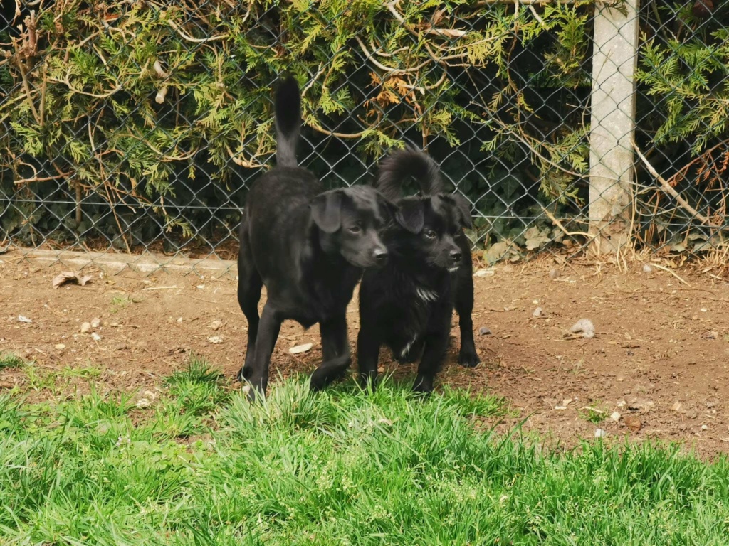 HEIDI - Chiot femelle croisée de petite taille à l'âge adulte - Née environ en Avril 2022 - Refuge de Oana - Adoptée par Nelly en France 33636311