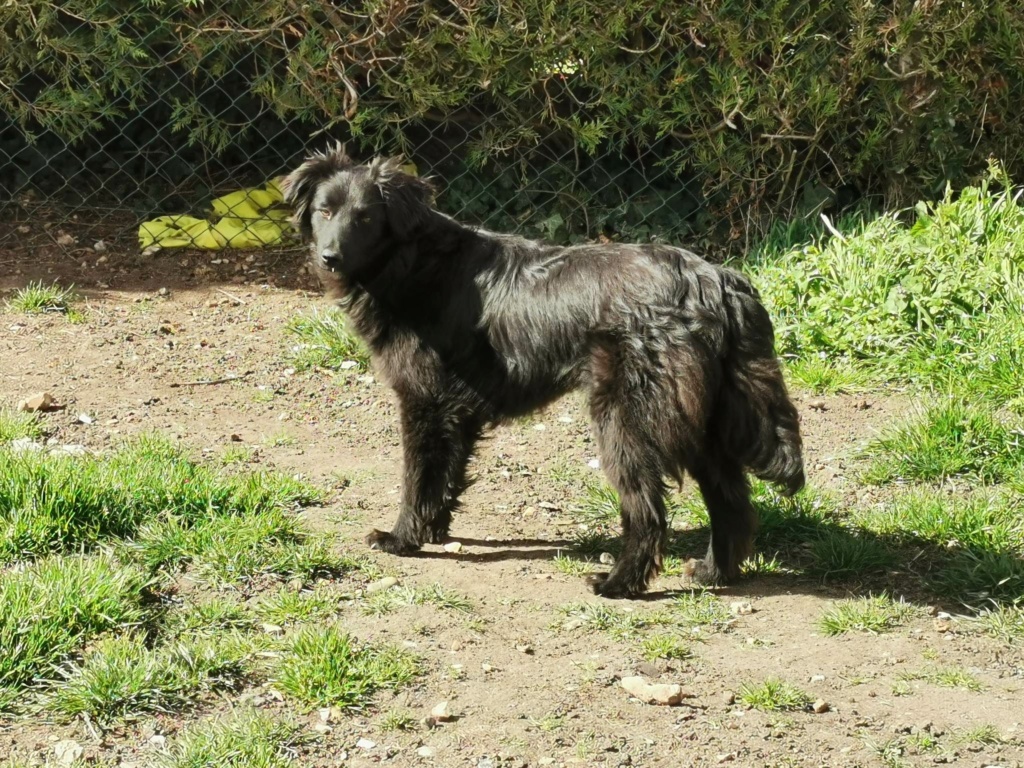 OPRAH - Chiot femelle croisée de taille petite à moyenne à l'âge adulte - Née environ en Juillet 2022 - Adoptée par Claire en France  33658910