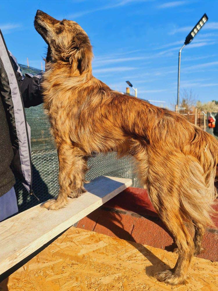 CIRCE (ex AMANDINE) - Femelle croisée de taille moyenne - Née environ en 2021 - Adoptée par Manali en France (dpt 73) 33661612