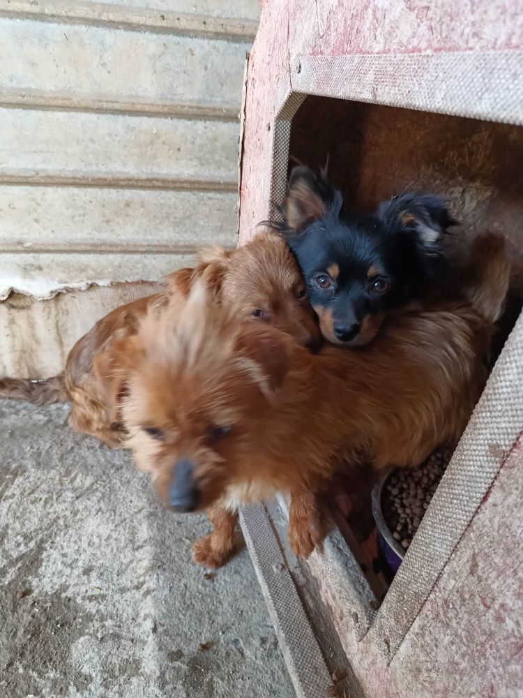 LENNY (Chester) - Chiot mâle croisé de petite taille à l'âge adulte - Né environ en Août 2022 - Refuge de Oana- Adopté par Philippe en France  33662411