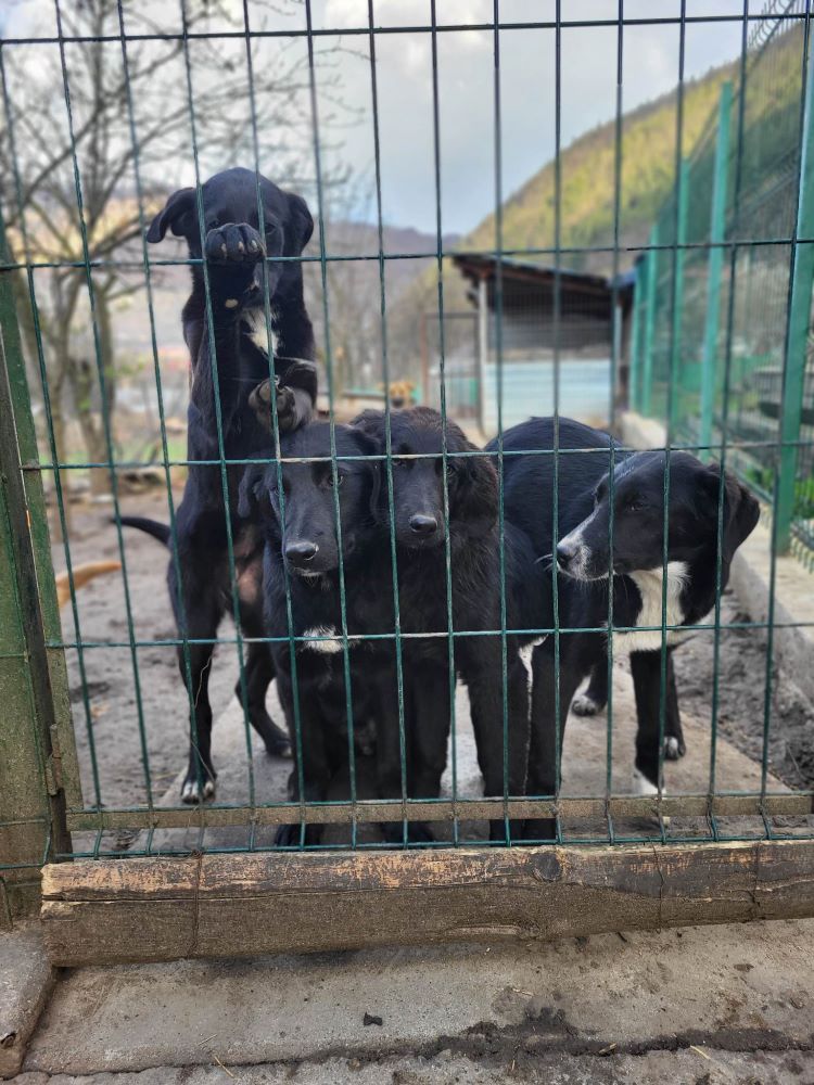 AMOS - Chiot mâle croisé de taille moyenne à l'âge adulte - Né environ en Septembre 2022 - Refuge de Monica - Adopté par Killian en Suisse  33686912