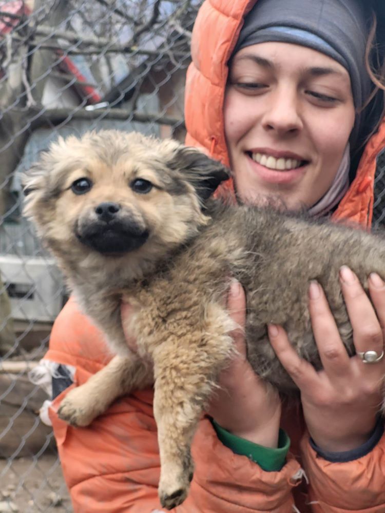 ROMY (ex BONNIE) - Chiot femelle croisée de taille petite à moyenne à l'âge adulte - Née environ en Décembre 2022 - Refuge de Monica - Adoptée par Myriam en France.  33687911