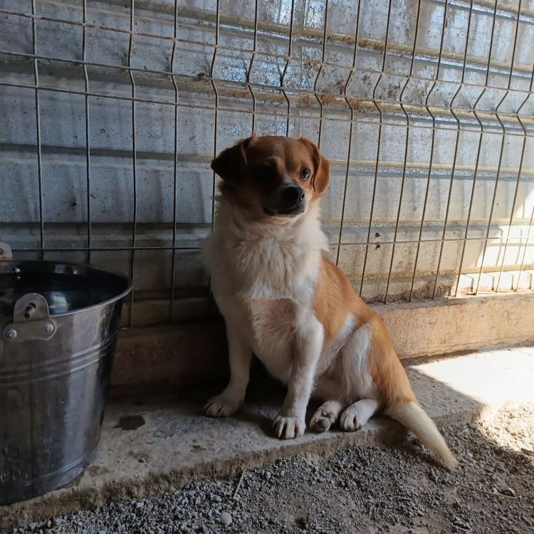 NANA - Femelle croisée de petite taille (5,6 kg) - Née environ en Février 2022 - Refuge de Oana - Adoptée par Fabrice en Belgique  33700610