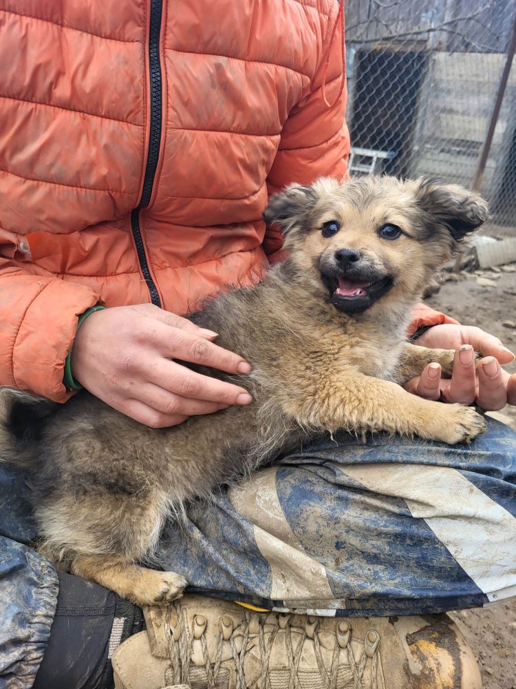 ROMY (ex BONNIE) - Chiot femelle croisée de taille petite à moyenne à l'âge adulte - Née environ en Décembre 2022 - Refuge de Monica - Adoptée par Myriam en France.  33701813