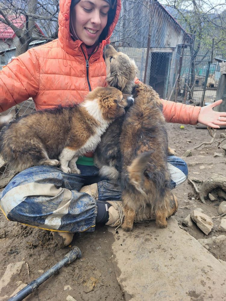 ANITA - Chiot femelle croisée de taille petite à moyenne à l'âge adulte - Née environ en Décembre 2022 - Refuge de Monica - Adoptée par Julien en France  33708510