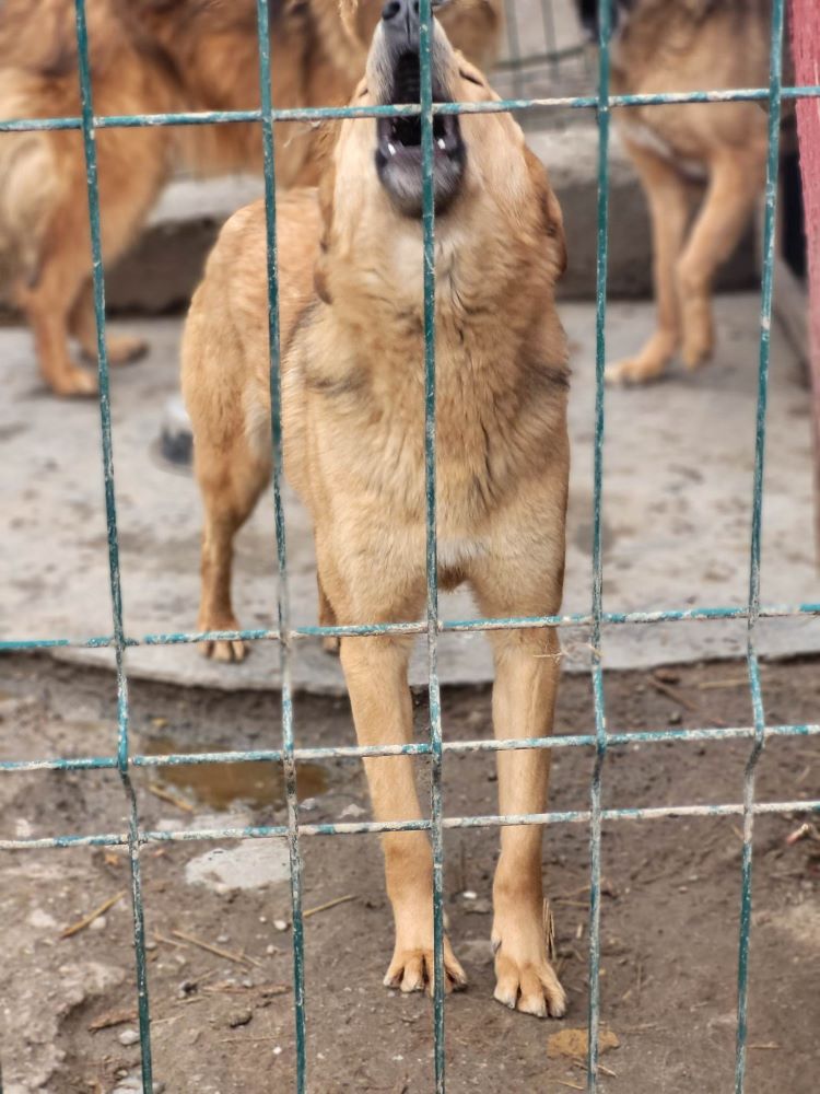 MARLEY - Mâle croisé de taille moyenne - Né environ en 2020 - Refuge de Monica 33741610