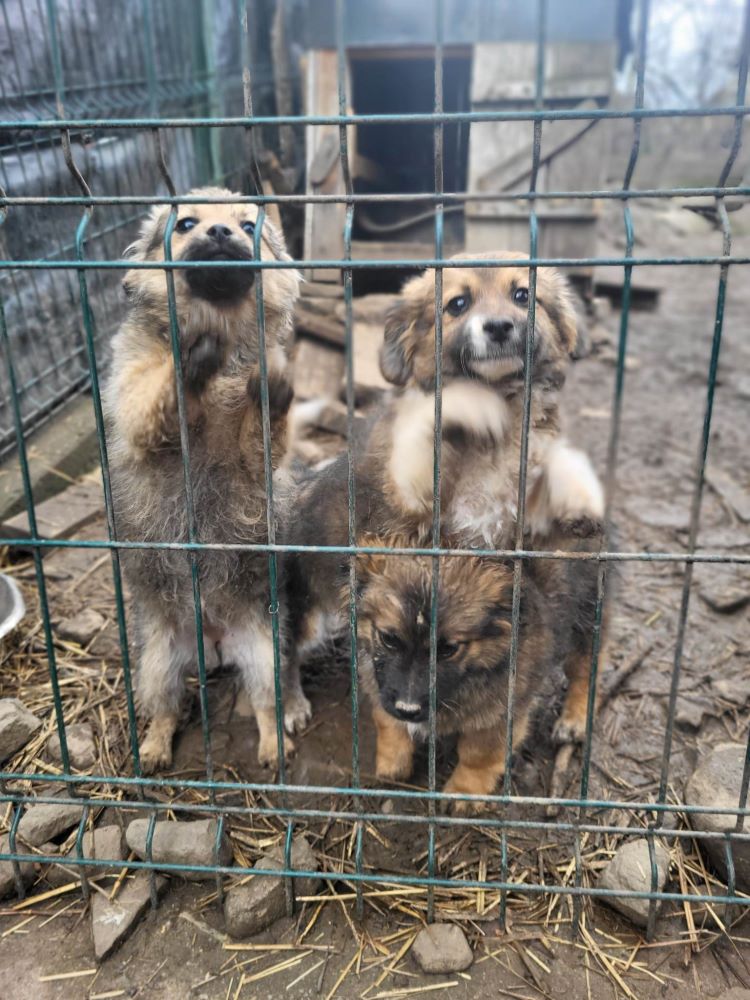 AKI (ex DORY) - Chiot femelle croisée de taille petite à moyenne à l'âge adulte - Née environ en Décembre 2022 - Refuge de Monica - Adoptée par Virginie en Belgique  33744514