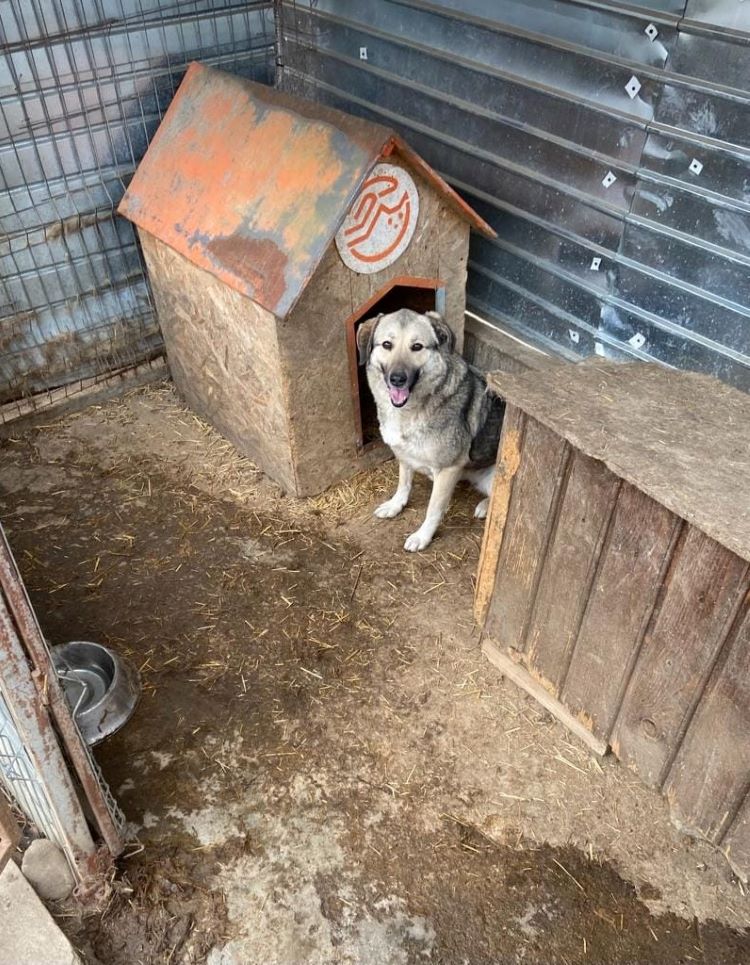 MADDY (Lola) - Femelle croisée de taille moyenne - Née environ en 2019 - Refuge de Monica 33755010