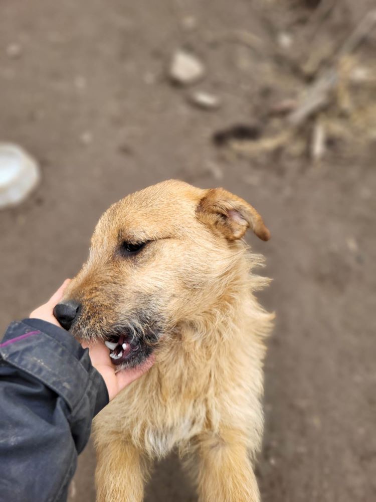 LUKY (ex ROUKY) - Mâle croisé de taille petite à moyenne - Né environ en Juillet 2022 - Refuge de Monica - Adoptée par Nathalie en France (département 56 ) 33759710