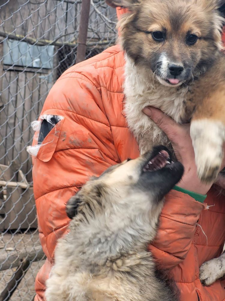 AKI (ex DORY) - Chiot femelle croisée de taille petite à moyenne à l'âge adulte - Née environ en Décembre 2022 - Refuge de Monica - Adoptée par Virginie en Belgique  33761411