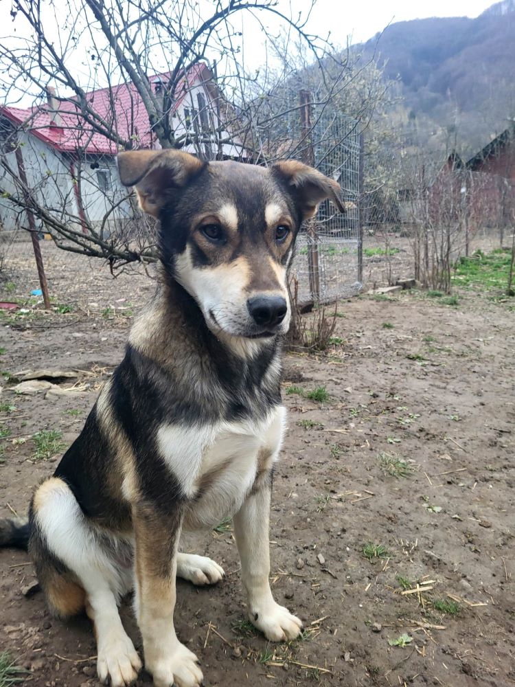 TENNESSEE - Chiot mâle croisé de taille moyenne à l'âge adulte - Né environ en Juin 2022 - Refuge de Monica - Adopté par Berenice en France.  33788110