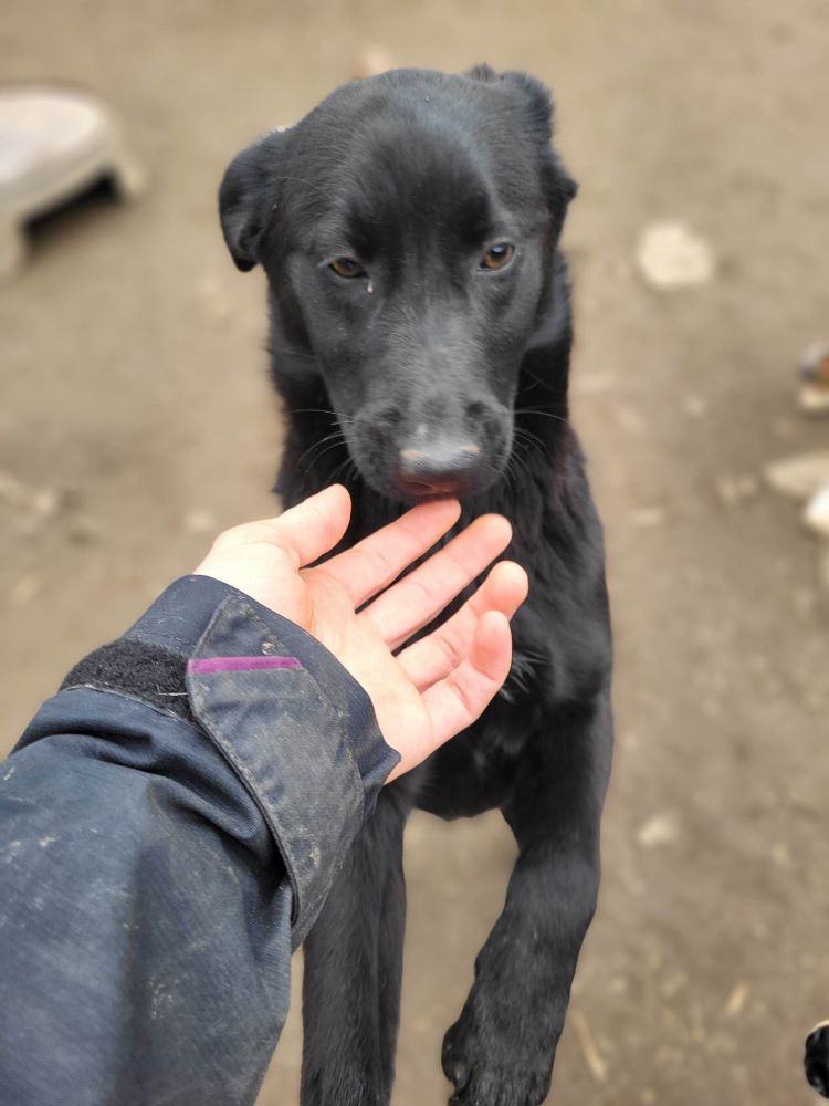 PRUE - Femelle croisée de taille moyenne - Née environ en Juillet 2022 - Refuge de Monica - Pris en charge par l'association "Jamais sans mon chien " en France  33799210