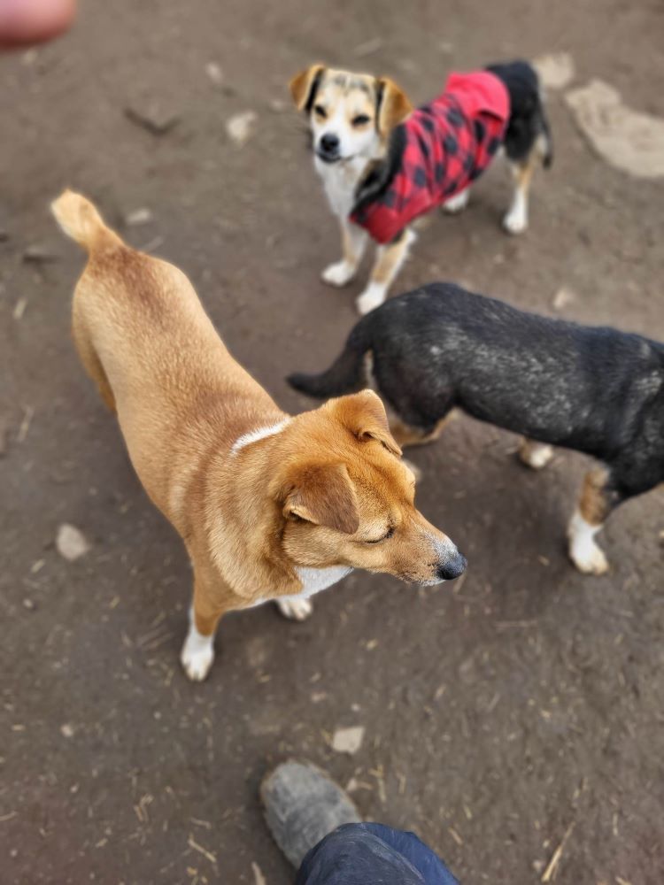 PEPS - Mâle croisé de taille petite à moyenne - Né environ en 2021 - Refuge de Monica 33800110