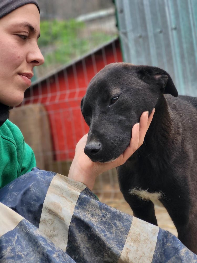 AGATE - Femelle croisée de taille moyenne - Née environ en Juillet 2022 - Refuge de Monica - Prise en charge par l'association Jamais Sans Mon Chien en France ( département 34 ) 33837414