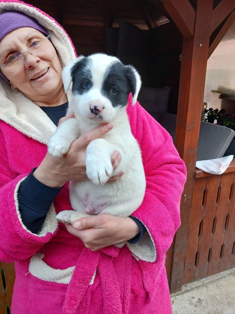 LUCKY (ex SIMON) - Chiot mâle croisé de taille moyenne à l'âge adulte - Né environ en Février 2023 - Adopté par Jessica en Belgique  33844810