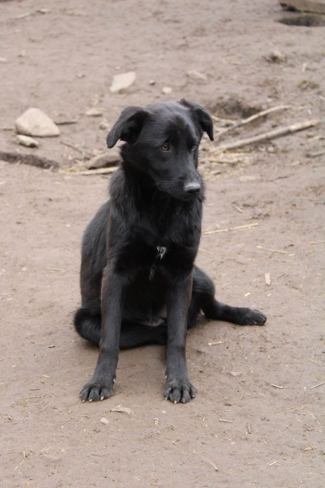 FOURMI (ex PAIGE) - Femelle croisée de taille moyenne - Née environ en Juillet 2022 - Refuge de Monica - Adoptée par Elodie en France (département 34) 33848210