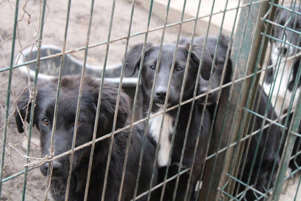 ATHEENA - Chiot femelle croisée de taille moyenne - Née environ en Septembre 2022 - Refuge de Monica - Adoptée par Tim et Ilanka en France (dpt 41) 33849613