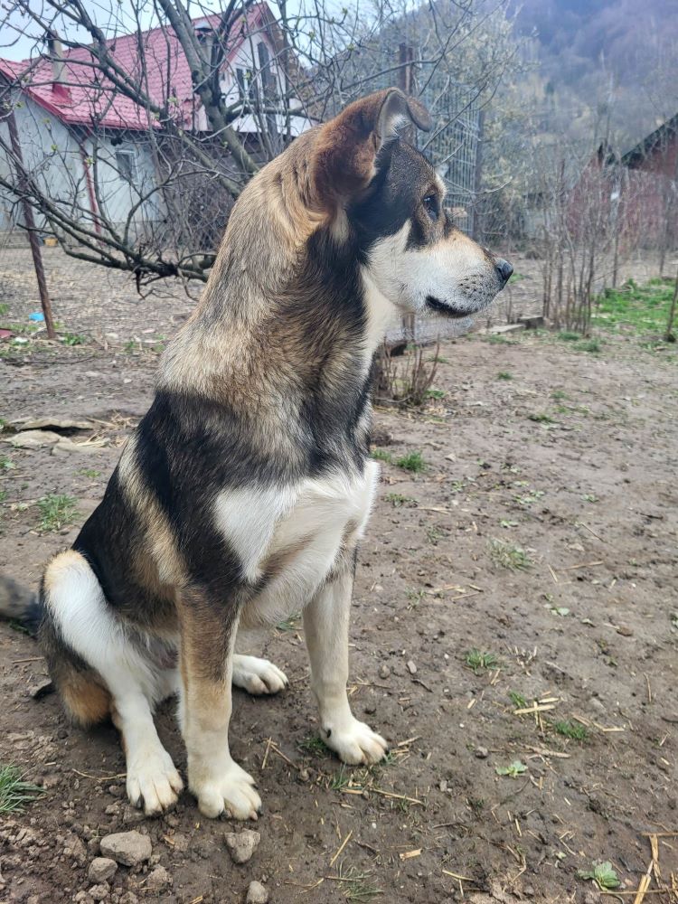 TENNESSEE - Chiot mâle croisé de taille moyenne à l'âge adulte - Né environ en Juin 2022 - Refuge de Monica - Adopté par Berenice en France.  33853911