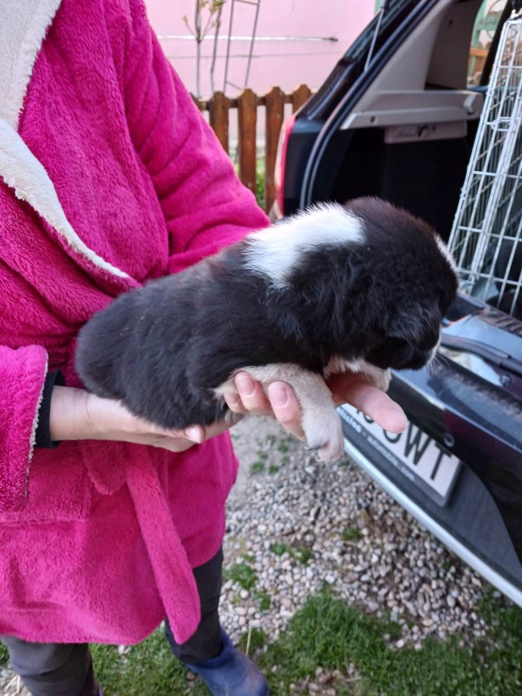 TOURNESOL - Chiot mâle croisé de taille petite à moyenne à l'âge adulte - Né environ en Décembre 2022 - Décédé 33860011