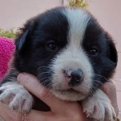 HORTENSIA - Chiot femelle croisée de taille petite à moyenne à l'âge adulte - Née environ en Décembre 2022 - Décédée 33872010