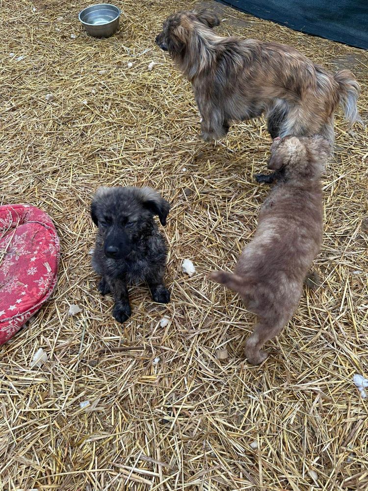 CHARLY (ex MACARON) - Chiot mâle croisé de taille moyenne à l'âge adulte - Né environ en Novembre 2022 - Adopté par Thérèse en France (dpt 27) 33882512